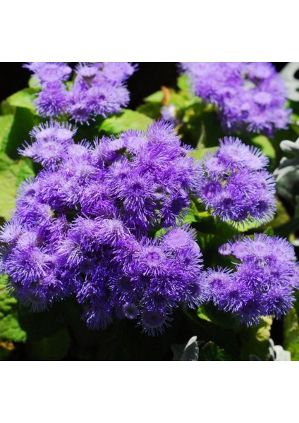 Nadir Mavi Vapur Dumanı Çiçeği Tohumu Ekim Seti modelleri