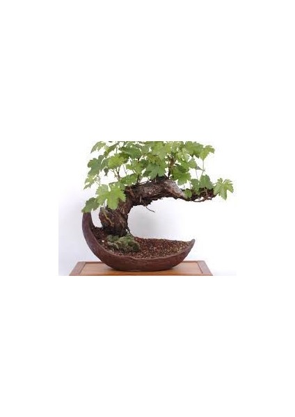 Serdar Çam Tohumculuk Sarı Üzüm Bonsai Ağacı Tohumu Ekim Seti