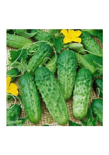 Kornişon Salatalık Tohumu Ekim Seti fiyatları