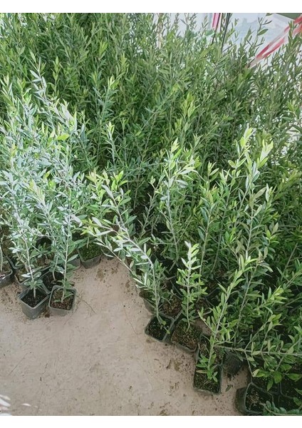Tüplü Bodur Yüksek Verimli Yağlık Arbequina Zeytin FIDANI(100ADET)