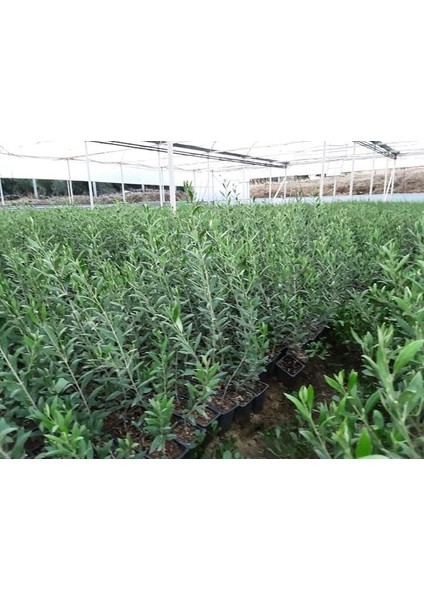 Tüplü Bodur Yüksek Verimli Yağlık Arbequina Zeytin FIDANI(100ADET) fiyatları