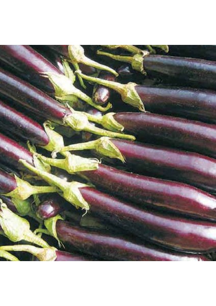 Patlıcan Tohumu Yerli Halep Karası 5 Gram