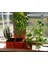 Modüler Kilitleme Windowsill Herb Pot Plastik Aparat 1