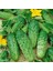 Kornişon Salatalık Tohumu Ekim Seti 2