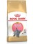 British Shorthair Kitten Kedi Kuru Maması 2 kg 1