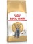 British Shorthair Adult Yetişkin Kedi Maması 4 kg 1