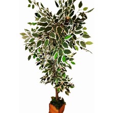 Botanik Bahçesi Yapay Ficus Benjamina Ağacı 1.70 Metre Boy Islak Doku Benjamin Ağaç