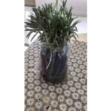 Biorganix Life Bahçe Tipi Lavanta Fidanı 20 Adet 15-25 cm Intermedia