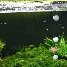 Kesoto Aquatic Tank Karides Besleme Kase Besleyici Tepsi Konteyneri Karides Gıda  (Yurt Dışından)