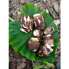 Becos Celenderis Gölevez (Taro Root- Cocayam