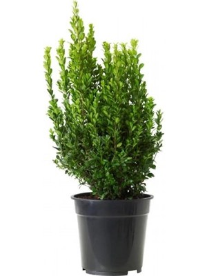 Biorganix Life Şimşir Fidanı Buxus Sempervirens 20-30 cm 1 Adet