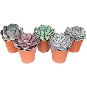 Egzotik Bahçe Egzotikbahçe Sukulent Seti 5 Adet Özel Tür 5,5cm Saksıda