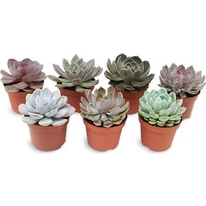 Egzotik Bahçe Egzotikbahçe Sukulent Seti 7 Adet Özel Tür 5,5cm Saksıda