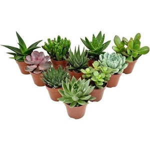 Egzotik Bahçe Egzotikbahçe Sukulent Seti 10 Adet Özel Tür  5,5cm Saksıda