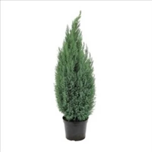 Biorganix Life Mavi Elwoodii Çam Fidanı 30 - 40 cm Chamaecyparis Ellwoodii