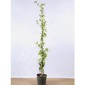 Fidan & Peyzaj - Arap Yasemini (Jasminum Sambac)