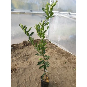 Köyceğiz Bitki Dünyası Kaffir Lime Fidanı