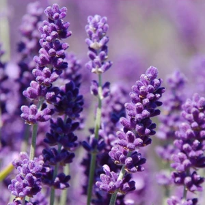 Lavanta Tohumu Yerli Lavandula 100 Adet
