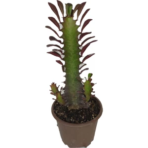 Soil Garden Euphorbia Trigona Rubra Kaktüs Kırmızı Süt Ağacı 10/20 cm Arası