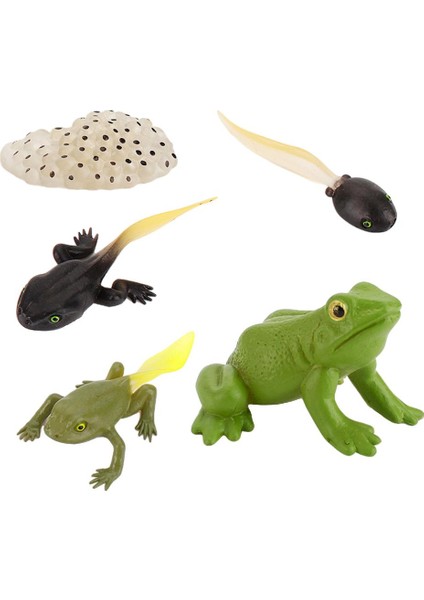 Çocuklar Hayvanlar Böcekler Büyüme Döngüsü Oyuncak Seti Modelleri Öğrenme Öğrenme Pretend Frog (Yurt Dışından)