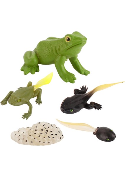 Çocuklar Hayvanlar Böcekler Büyüme Döngüsü Oyuncak Seti Modelleri Öğrenme Öğrenme Pretend Frog (Yurt Dışından)
