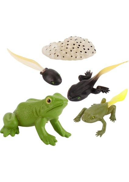 Çocuklar Hayvanlar Böcekler Büyüme Döngüsü Oyuncak Seti Modelleri Öğrenme Öğrenme Pretend Frog (Yurt Dışından)