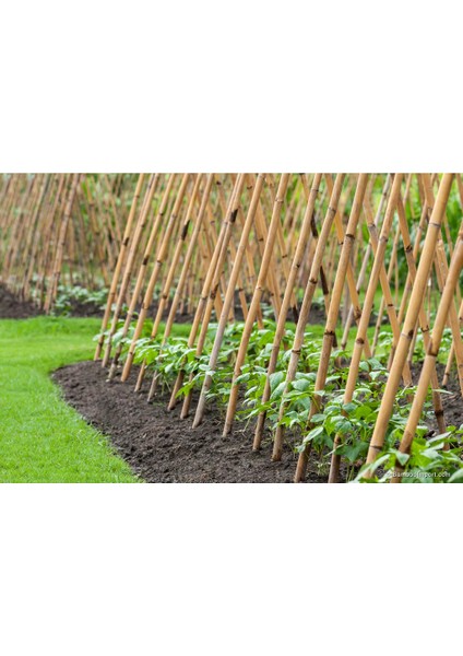 200 cm 25 -35 mm Seperetör Bambu Çubuk 10 Ad. indirimleri