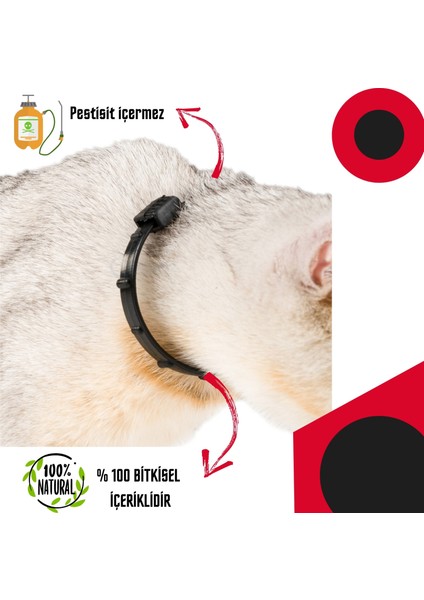 Pire Kovucu Tasma Köpek ve Kedi Doğal Içerikli Bit Parazit