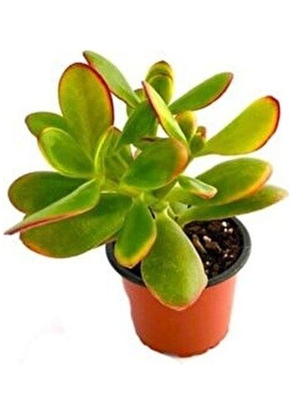 Para Çiçeği 5.5 cm Saksıda Crassula Ovata modelleri