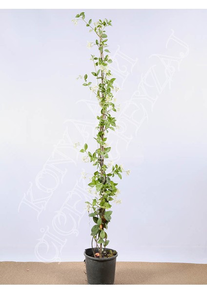 - Arap Yasemini (Jasminum Sambac)