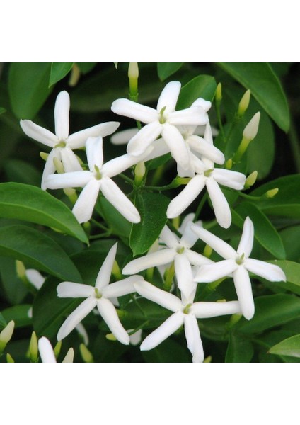 - Arap Yasemini (Jasminum Sambac)