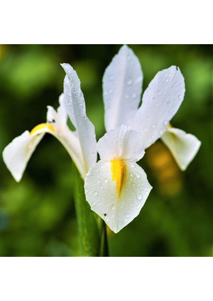 Iris White Excelsior Beyaz Süsen Zambak Soğanı Fidesi