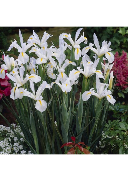 Iris White Excelsior Beyaz Süsen Zambak Soğanı Fidesi fiyatları