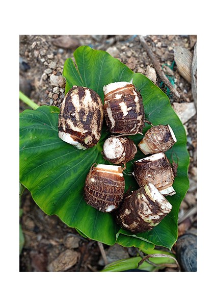 Celenderis Gölevez (Taro Root- Cocayam fiyatları
