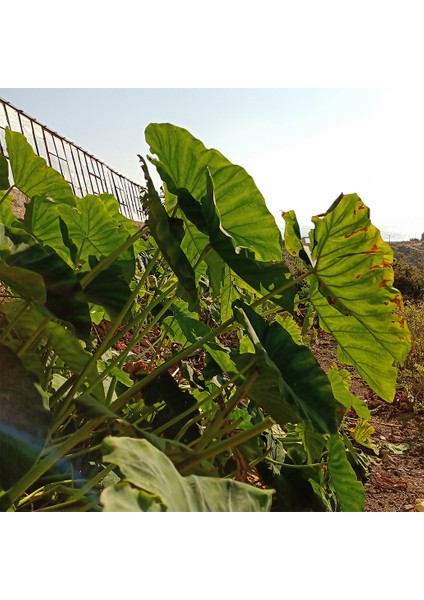 Celenderis Gölevez (Taro Root- Cocayam