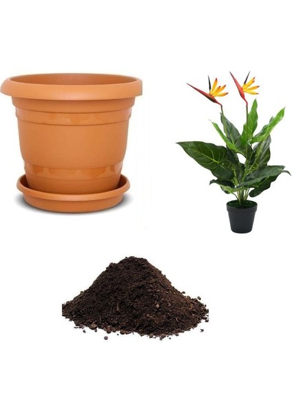 Strelitzia Çiçeği Tohumu Ekim Seti