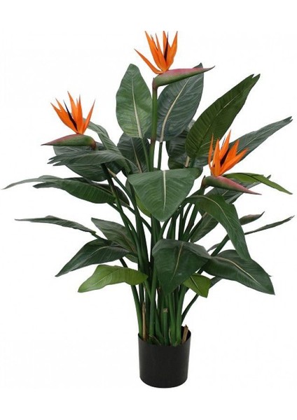 Strelitzia Çiçeği Tohumu Ekim Seti
