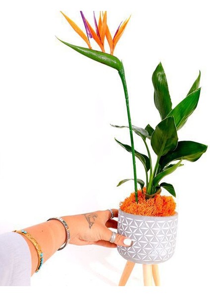 Strelitzia Çiçeği Tohumu Ekim Seti
