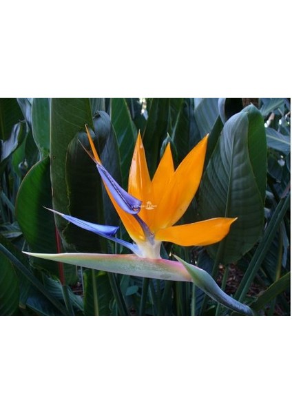 Strelitzia Çiçeği Tohumu Ekim Seti