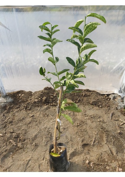 Buda'nın Eli Fidanı (Buddha's Hand)