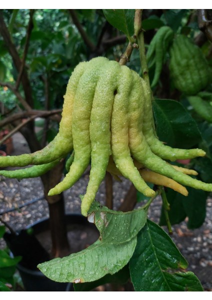 Buda'nın Eli Fidanı (Buddha's Hand) fiyatları