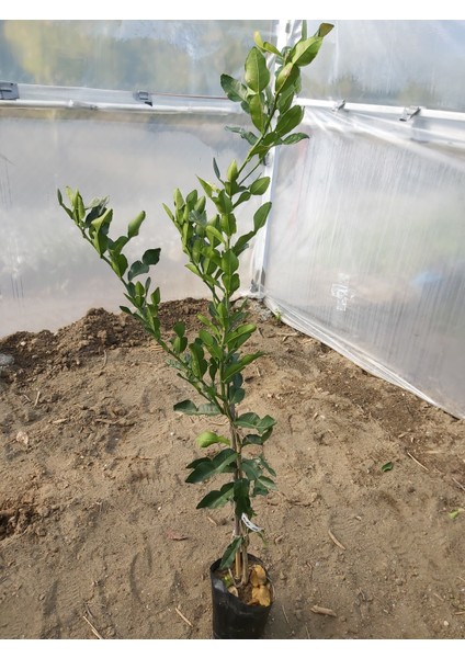 Kaffir Lime Fidanı