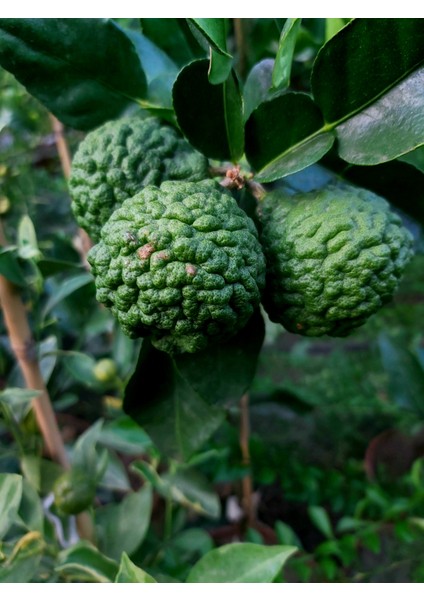 Kaffir Lime Fidanı