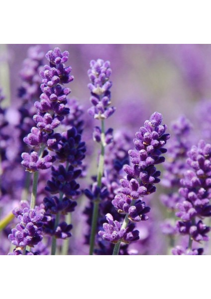 Lavanta Tohumu Yerli Lavandula 100 Adet