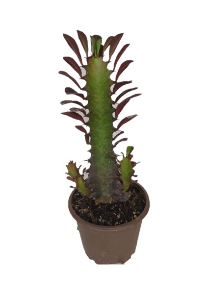 Euphorbia Trigona Rubra Kaktüs Kırmızı Süt Ağacı 10/20 cm Arası