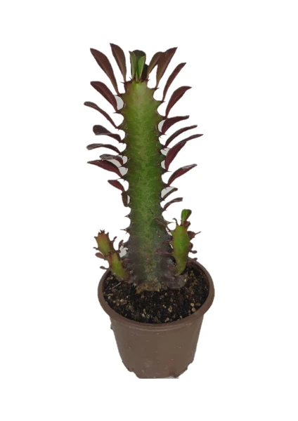 Soil Garden Euphorbia Trigona Rubra Kaktüs Kırmızı Süt Ağacı 10/20 cm Arası