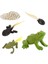 Çocuklar Hayvanlar Böcekler Büyüme Döngüsü Oyuncak Seti Modelleri Öğrenme Öğrenme Pretend Frog (Yurt Dışından) 1