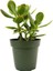 Para Çiçeği 5.5 cm Saksıda Crassula Ovata 1