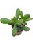 Para Çiçeği 5.5 cm Saksıda Crassula Ovata 2