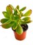 Para Çiçeği 5.5 cm Saksıda Crassula Ovata 3